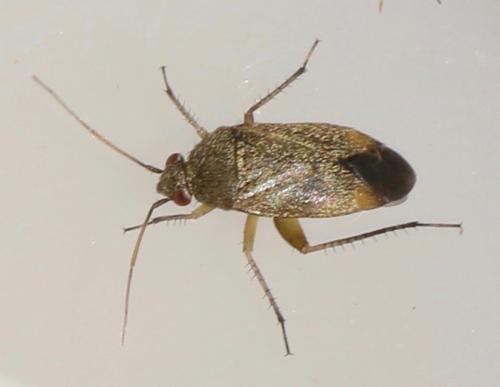 Réf. 325 032 : Lepidargyrus ancorifer